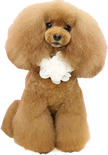 pet1
