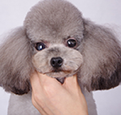 pet2