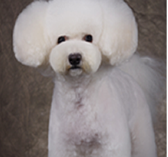 pet3