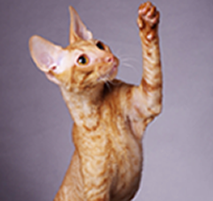 pet5